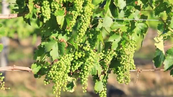 Witte druiven van de wijnstok - Video