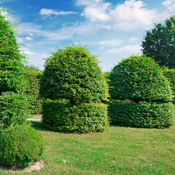 Hedges and ornamental shrub in a summer park. - Zdjęcie, obraz