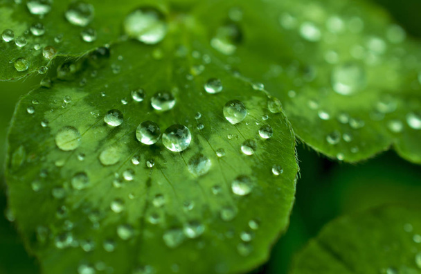 green, emerald clover leaf covered with sparkling dew or rain drops: leaves after rain, macro, natural backgrounds - Foto, Imagem