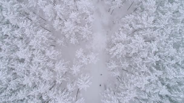 白い雪に覆われた森に飛んでダウン。上からの雪で覆われた松の木. - 映像、動画