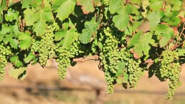 Białych winogron o zachodzie słońca - Materiał filmowy, wideo