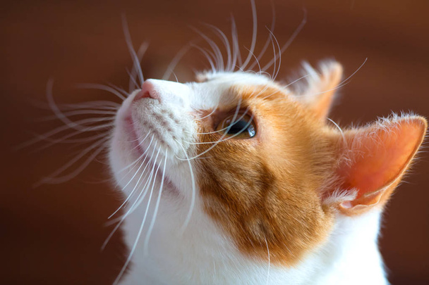 Porträt einer schönen rot-weißen Katze - Foto, Bild