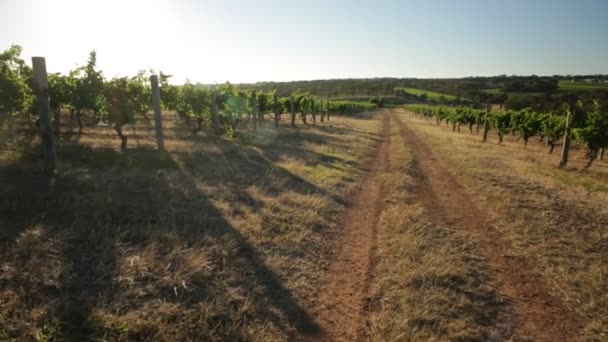 Región vinícola Australia
 - Metraje, vídeo