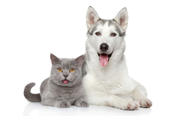 Cat and dog together on a white background - Photo, Image