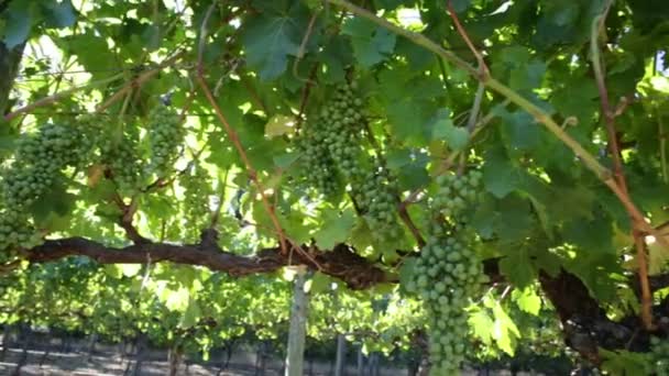 grapes on vine panorama - Footage, Video