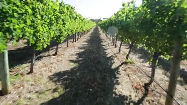 Margaret River vinice - Záběry, video