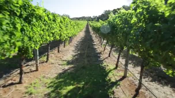 Vignoble d’Australie-occidentale - Séquence, vidéo