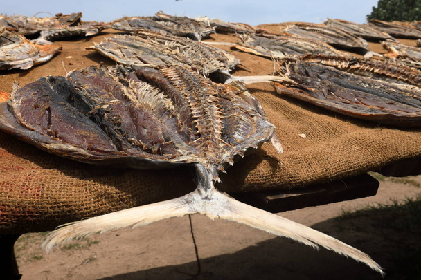 Αποξηραμένα ψάρια και τα ψάρια στη Σρι Λάνκα - Φωτογραφία, εικόνα