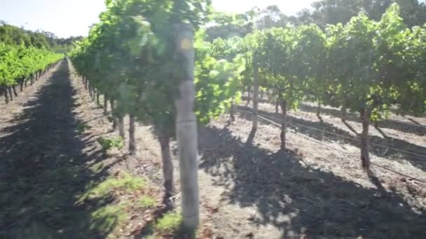 Západní Austrálie vinařství - Záběry, video