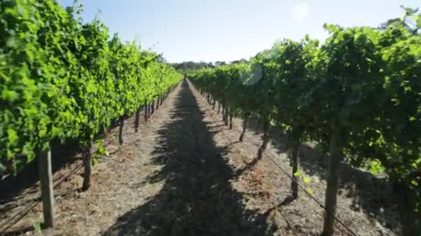 Vineyard POV walking - Footage, Video