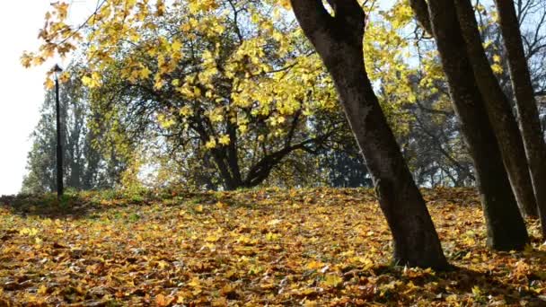 Sunlight leaf fall autumn - Footage, Video