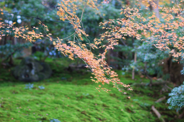 the garden Rurikou in Temple,kyoto - Фото, изображение