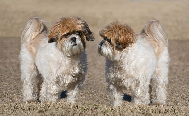 zwei Shih-Tzu-Hunde - Foto, Bild