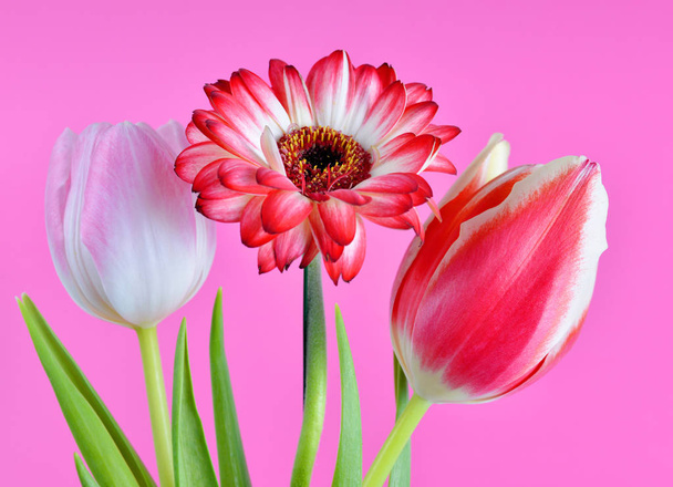 Gerbera a tulipány na růžovém pozadí. - Fotografie, Obrázek