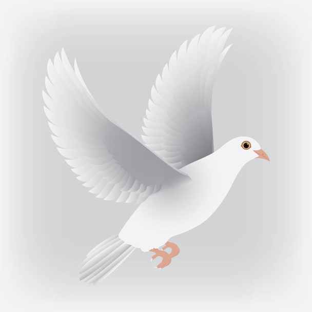 white dove isolated vector - Vector, Image