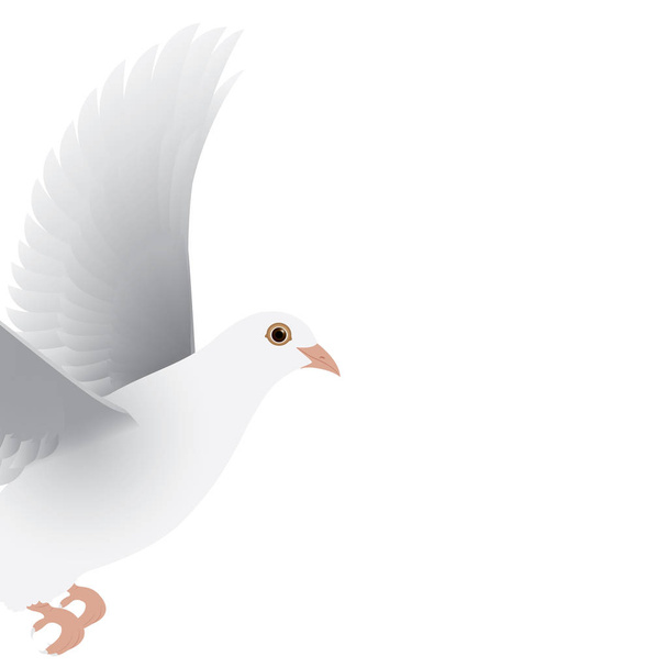 white dove isolated vector - Vector, Image