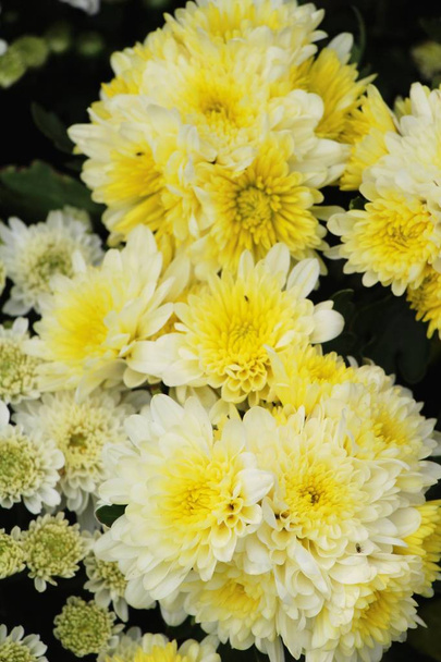 Χρυσάνθεμα λουλούδι είναι όμορφα στον κήπο - Φωτογραφία, εικόνα