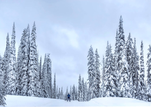 Narty w pobliżu Kelowna w Big White Ski Resort na śnieżnego dnia.  - Zdjęcie, obraz