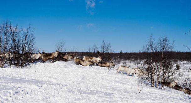 in the far cold north, white deer run through the wild snow - Photo, image
