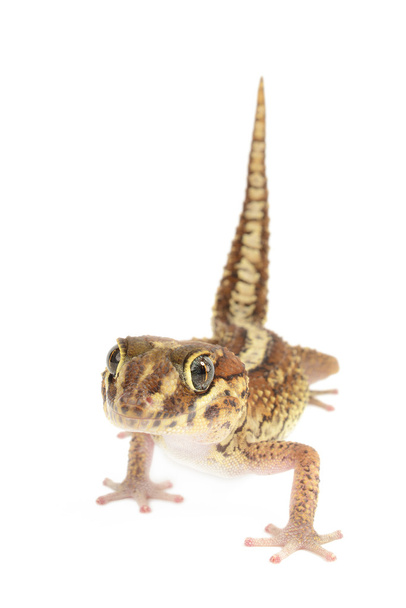 Panther Gecko on white - Photo, Image