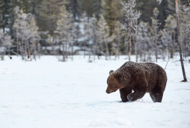 Urso castanho (Ursus arctos) caminhando na neve
 - Foto, Imagem