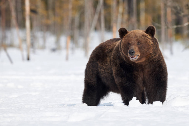 Ruskea karhu (Ursus arctos) lumessa
 - Valokuva, kuva