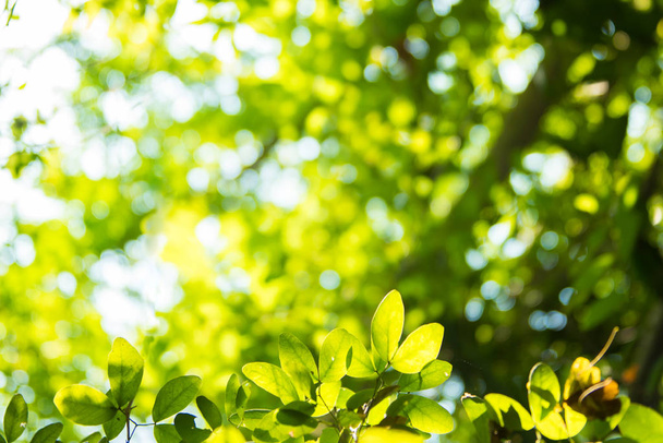 hermosa hoja verde natural y fondo de luz bokeh desenfoque abstracto
. - Foto, imagen