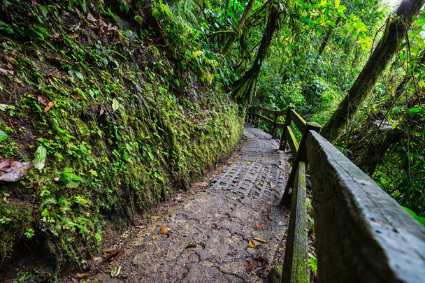 Hiking in green tropical jungle, Costa Rica, Central America - 写真・画像
