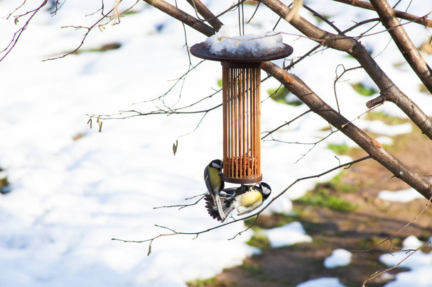 На птичьих кормах в зимнее время
 - Фото, изображение