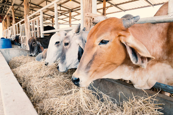 Αγελάδες τρώνε ρύζι άχυρο σε ένα βουστάσιο - Φωτογραφία, εικόνα