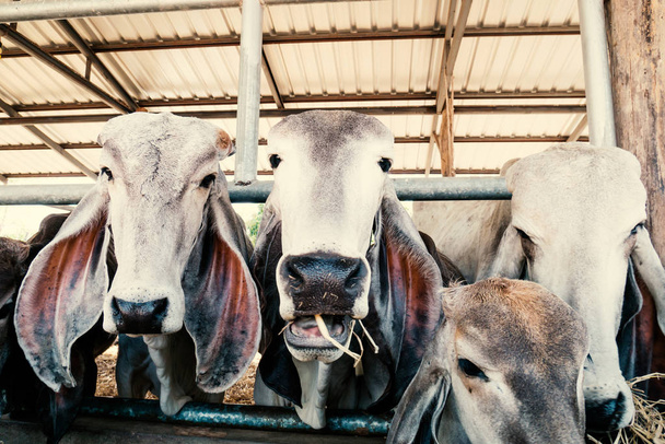 Корови їдять рисову солому в коров'ячому саду
 - Фото, зображення