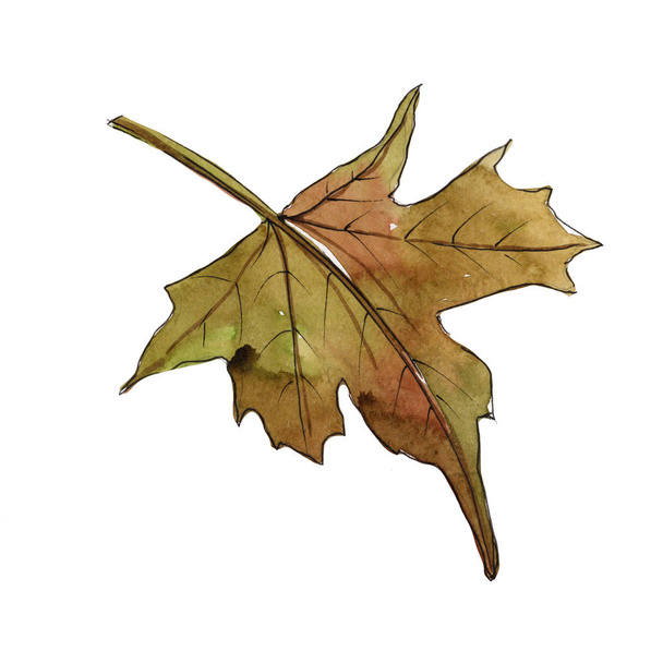 Кленовые листья в изолированном акварельном стиле
. - Фото, изображение