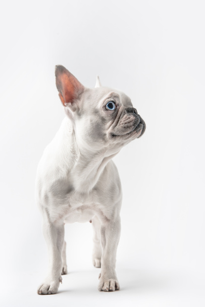 adorable purebred french bulldog looking away isolated on white - Foto, imagen
