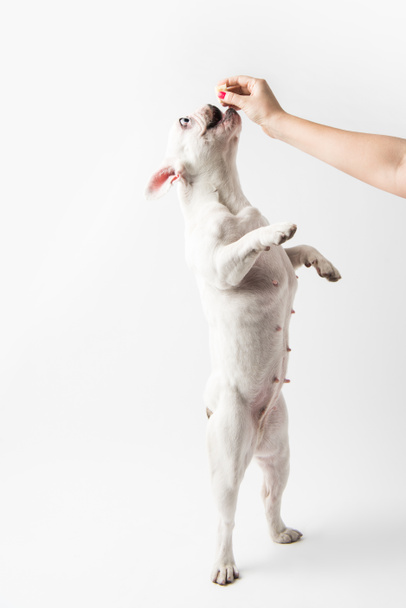 tiro recortado de la persona que alimenta bulldog francés de pie en las patas aisladas en blanco
 - Foto, imagen