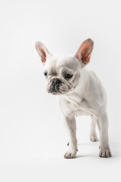 かわいい面白いフレンチ ブルドッグ子犬立っている白で隔離 ロイヤリティフリー写真 画像素材