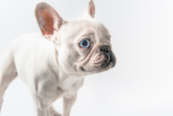 vista ravvicinata di adorabile cucciolo di bulldog francese isolato su bianco
  - Foto, immagini