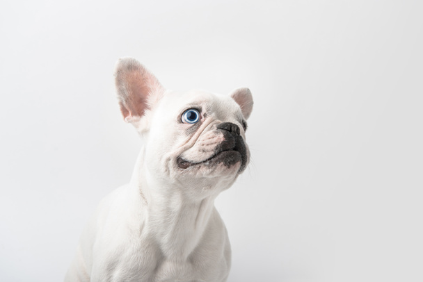 adorable french bulldog puppy isolated on white  - Photo, Image