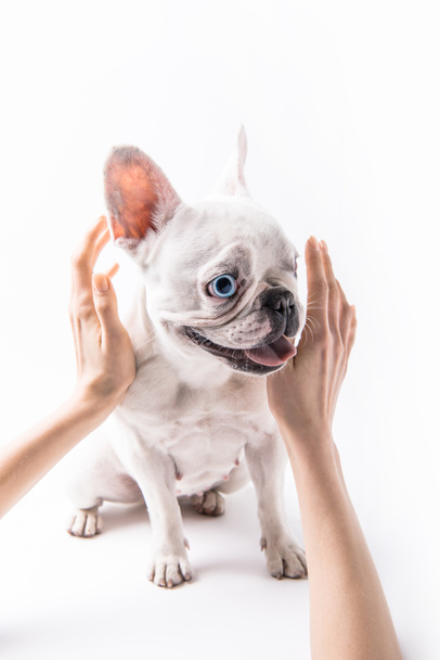 cropped shot of person stroking french bulldog isolated on white - Photo, Image