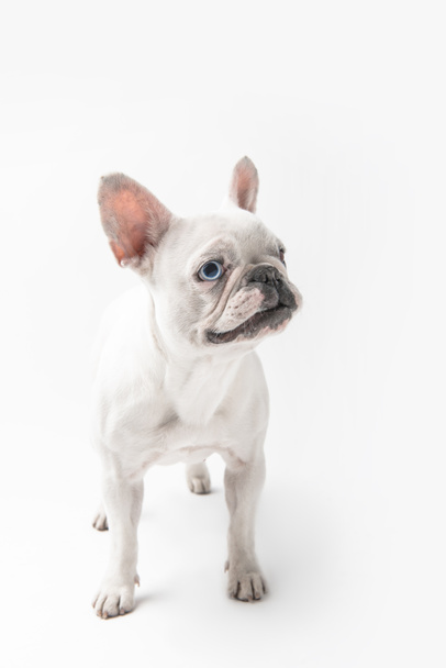 愛らしいフレンチ ブルドッグ子犬立っている白で隔離の全長ビュー ロイヤリティフリー写真 画像素材