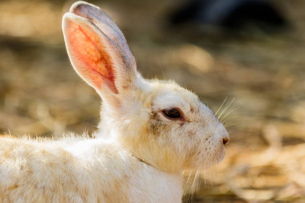  Bílý králík ve farmě - Fotografie, Obrázek