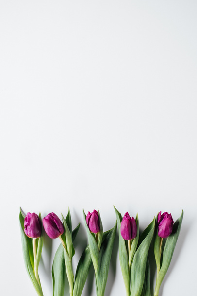 bovenaanzicht van verse paarse tulpen geïsoleerd op wit met kopie ruimte  - Foto, afbeelding