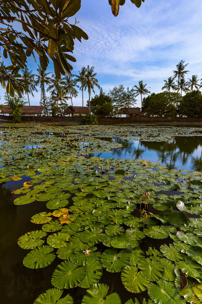 Pond in Candidasa - Bali Island Indonesia - Foto, afbeelding