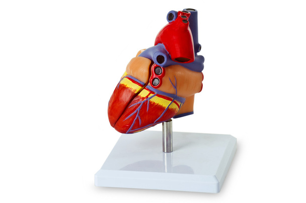 Corazón modelo para demostración médica
 - Foto, imagen