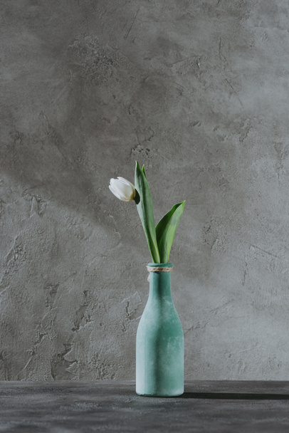 グレーの面に青い花瓶の白い春チューリップ - 写真・画像