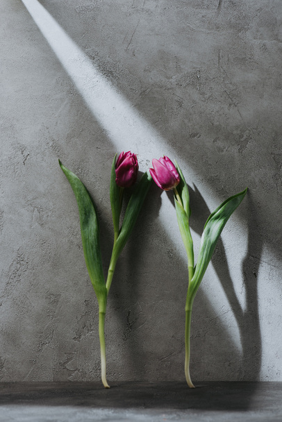 deux tulipes à ressort pourpres sur surface grise avec ombre
 - Photo, image