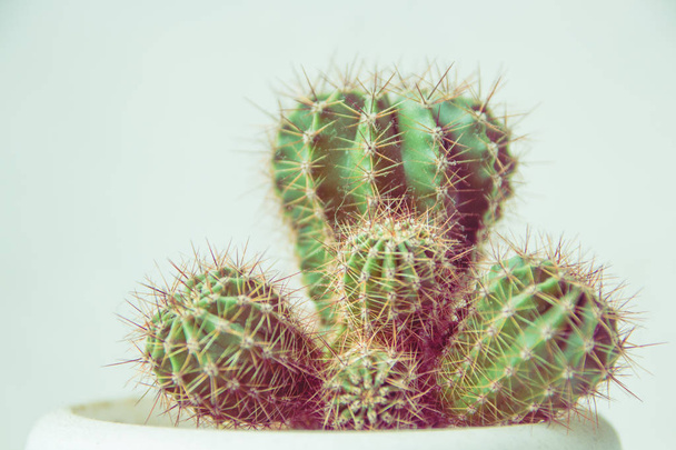 Kaktus im weißen Topf, Kopierraum - Foto, Bild