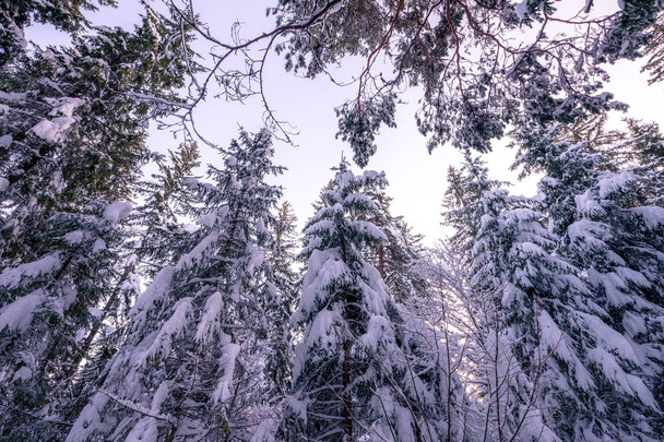 Low angle view of snow covered firs  - Photo, Image