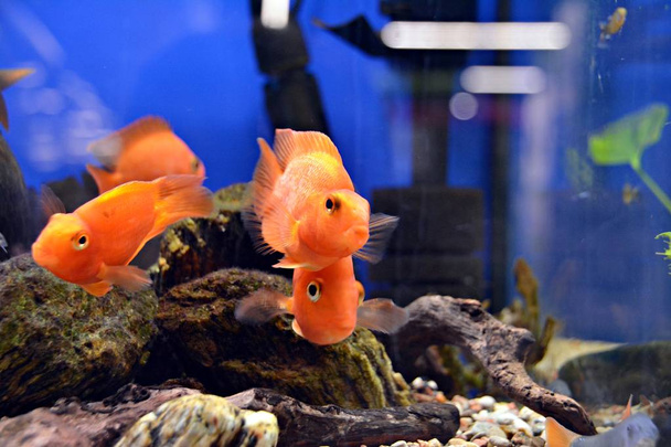 Fish in aquarium. Nature. - Photo, Image
