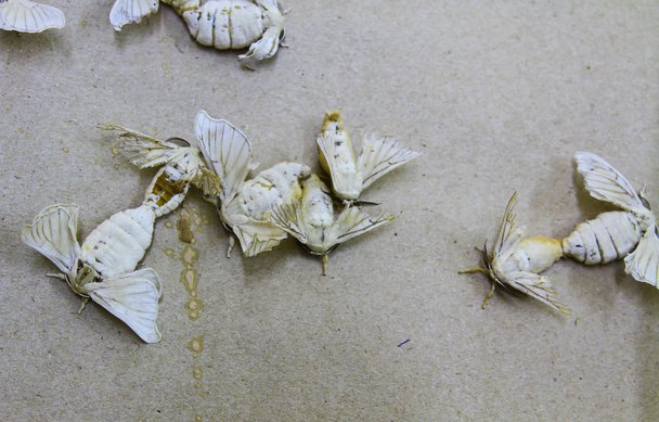 Silk moths - Photo, Image