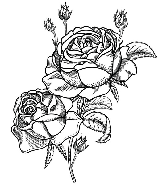 Vektorillustration von Blumen. Detaillierte Blumen im Schwarz-Weiß-Skizzenstil. Eleganter Blumenschmuck für das Design. Elemente der Komposition sind in jeder Gruppe getrennt. isoliert auf weißem Hintergrund - Vektor, Bild